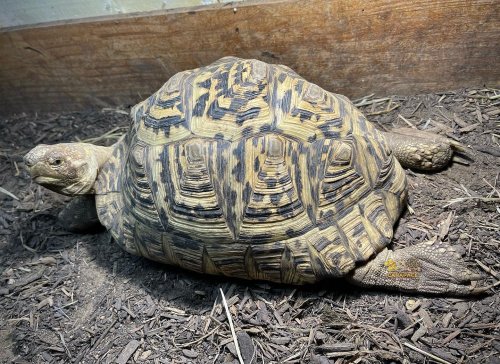 Photo post from carapacecritters.