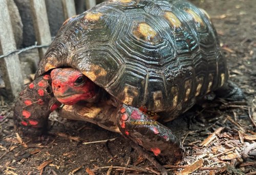 Photo post from carapacecritters.