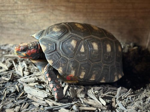 Photo post from carapacecritters.