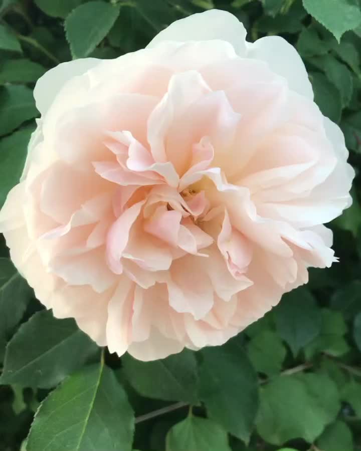 Carousel post from nydreamer7.