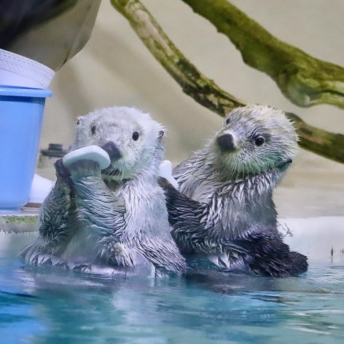 鳥羽水族館 ラッコメモリアルBOOK＋ブランケット-