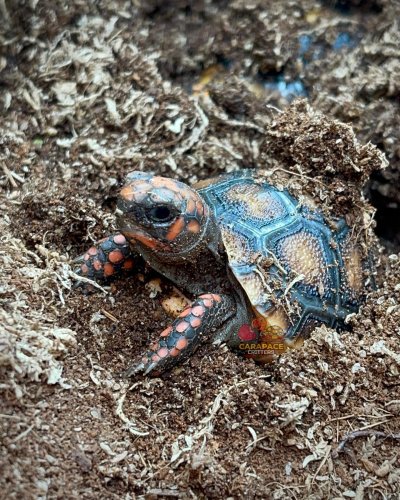 Photo post from carapacecritters.