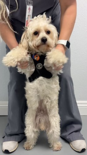 Video post from familyanimalhospitalcm.