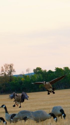 Video post from northernskiesoutfitters.