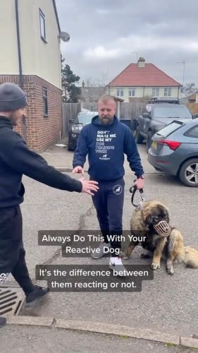Video post from southenddogtraining.