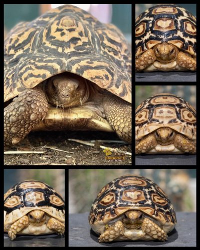 Photo post from carapacecritters.