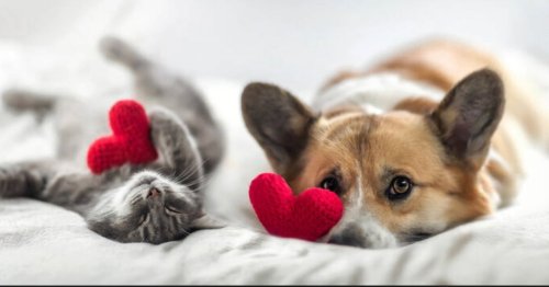 Photo post from familyanimalhospitalcm.