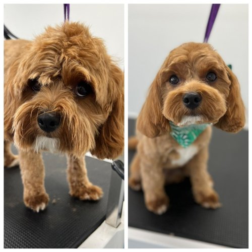 Photo post from k9playtimedoggydaycare.