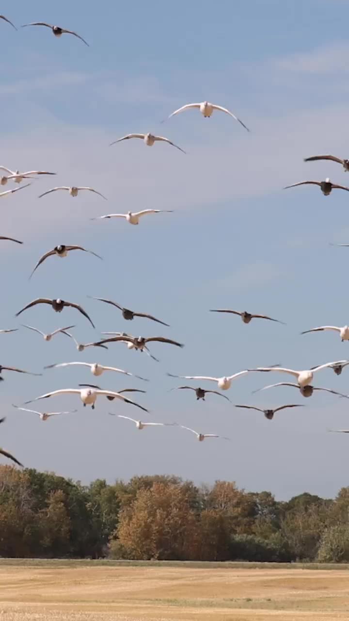 Video post from northernskiesoutfitters.