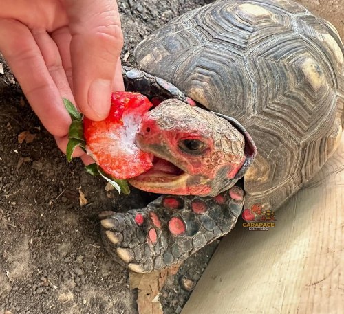 Photo post from carapacecritters.