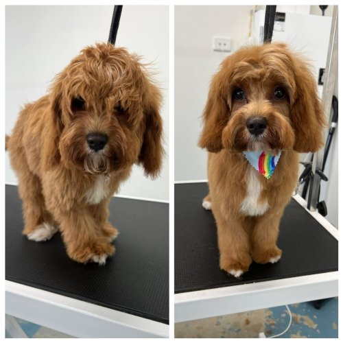 Photo post from k9playtimedoggydaycare.