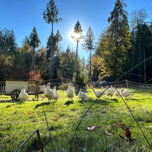 Photo post from hungryhollowfarm.