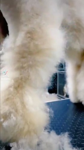 Video post from medicalpettj.