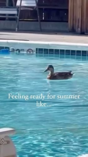Video post from cacflatirons.