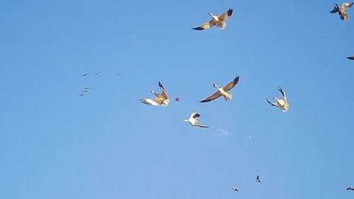 Video post from northernskiesoutfitters.