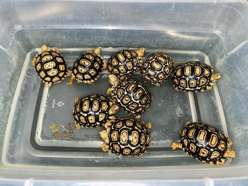 Photo post from carapacecritters.