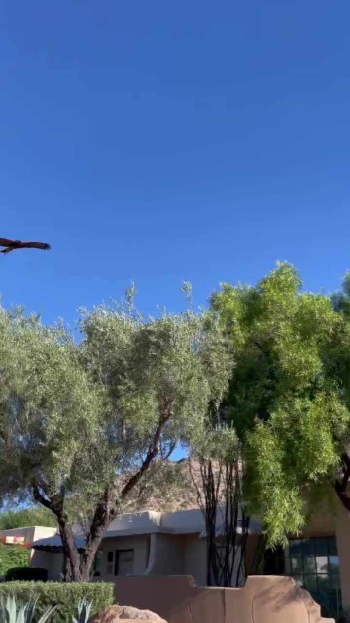 Video post from desertkingsfalconry.