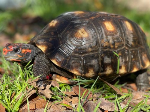 Carousel post from carapacecritters.