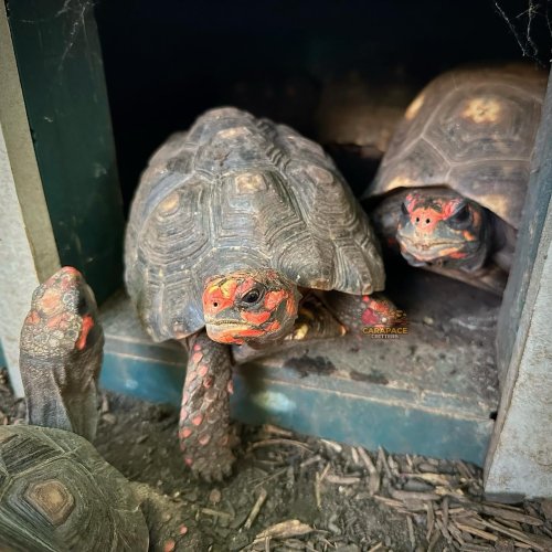 Photo post from carapacecritters.