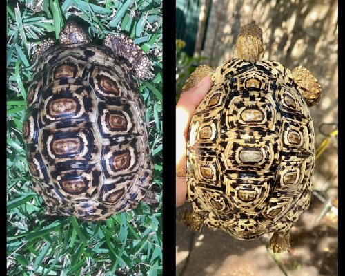 Photo post from carapacecritters.