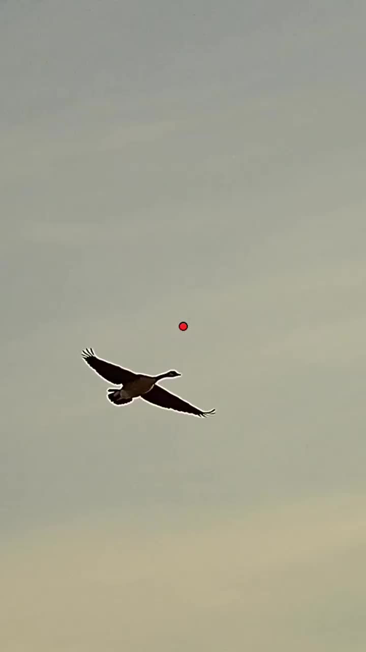 Video post from northernskiesoutfitters.