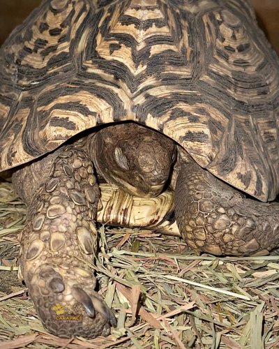 Photo post from carapacecritters.