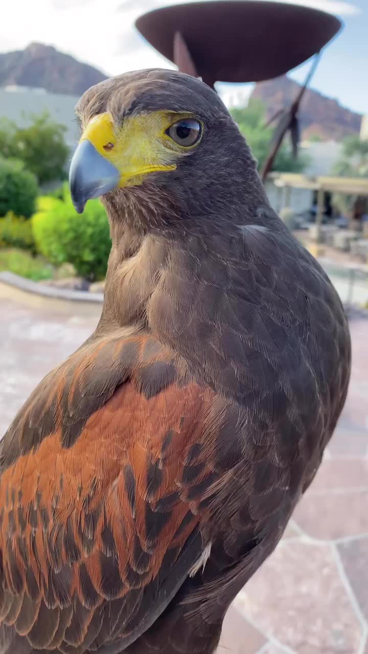 Video post from desertkingsfalconry.