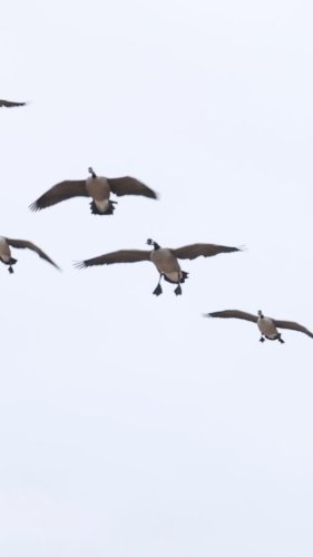 Video post from northernskiesoutfitters.