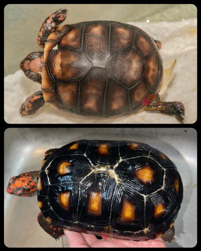 Photo post from carapacecritters.