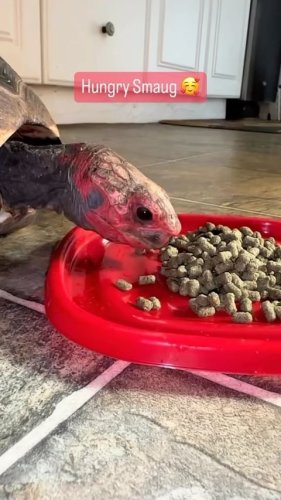 Video post from carapacecritters.