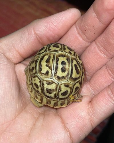 Photo post from carapacecritters.