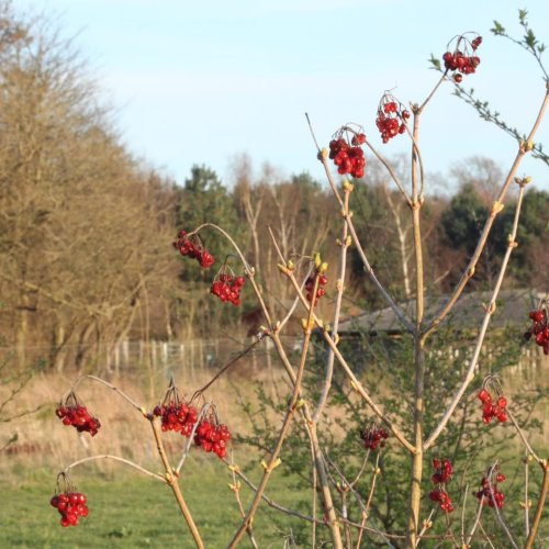 Carousel post from woodmeadowtrust.