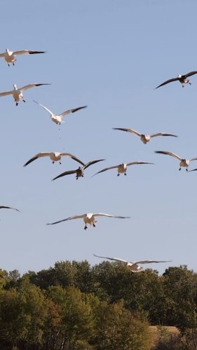 Video post from northernskiesoutfitters.