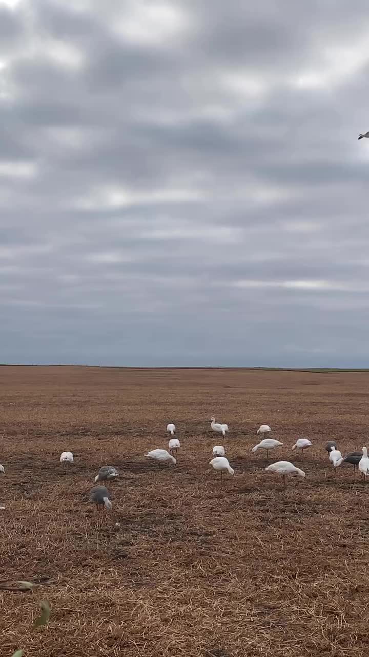 Video post from northernskiesoutfitters.
