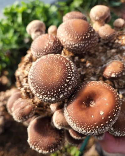 Photo post from farmbox_arizona.