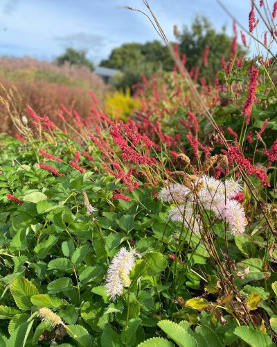 Photo post from sussexprairies.