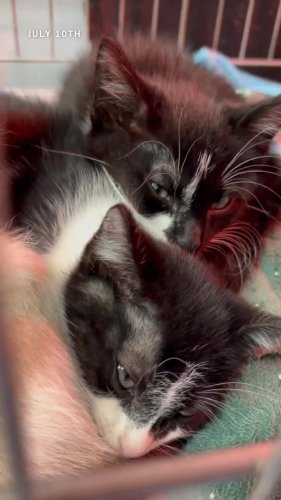 Video post from familyanimalhospitalcm.