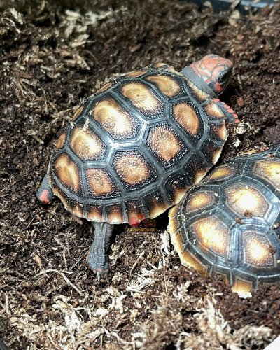 Photo post from carapacecritters.