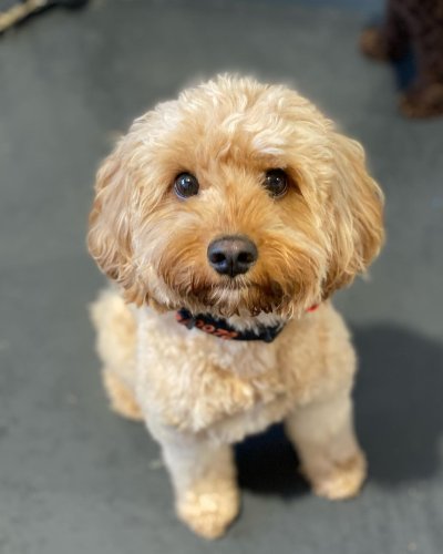 Carousel post from k9playtimedoggydaycare.