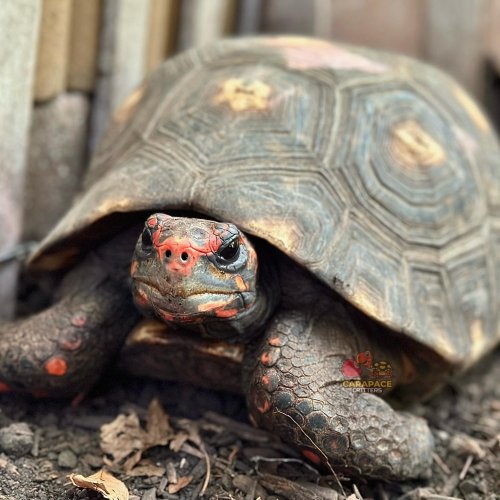 Photo post from carapacecritters.