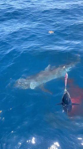 Video post from ejs_fishing_charters.