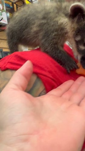 Video post from njexoticpets.