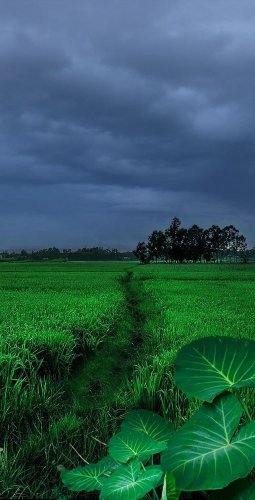 Video post from beautifulbangladeshofficial.