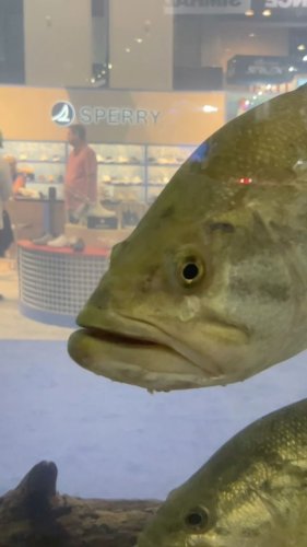 Video post from ejs_fishing_charters.