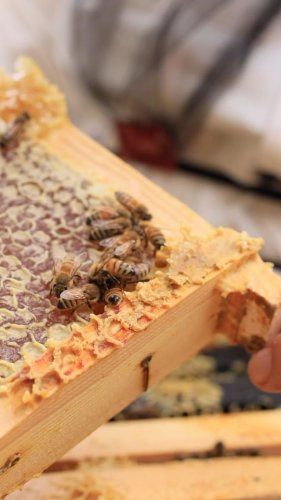 Video post from comvita_au.