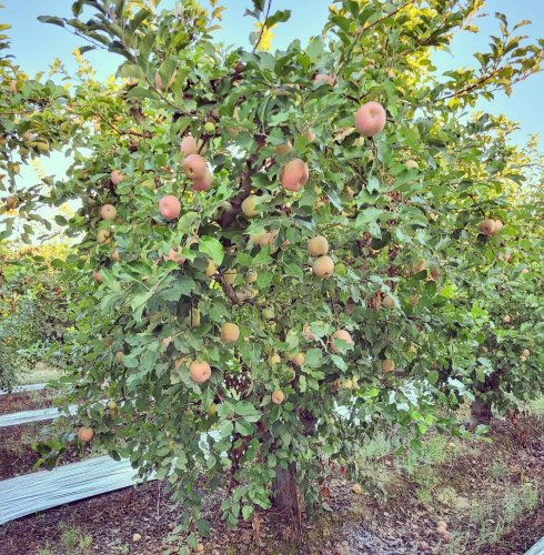 Photo post from visaliafarmersmarket.