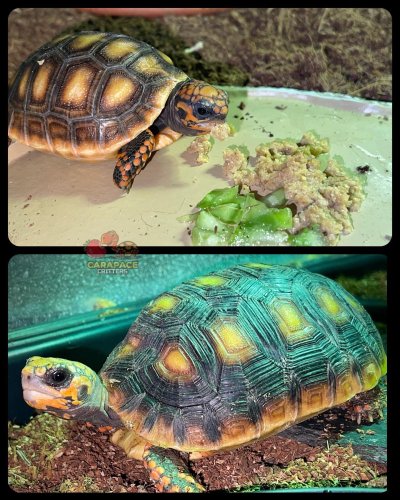 Photo post from carapacecritters.