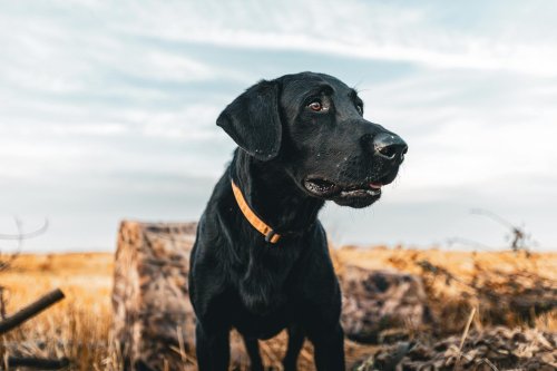 Photo post from northernskiesoutfitters.