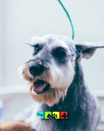 Photo post from medicalpettj.