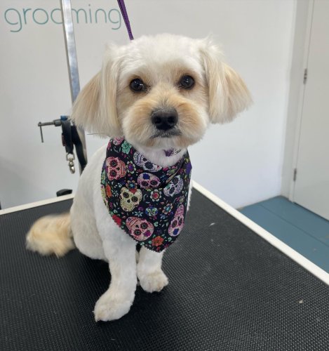 Carousel post from k9playtimedoggydaycare.